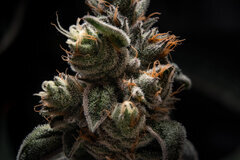 Ivory Breath F2