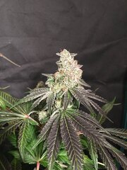 IMG_2655.jpg