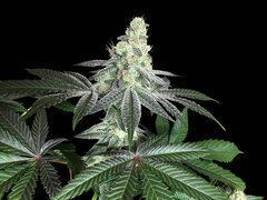 Photoroom_20241120_184916.jpg