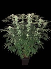 Photoroom_20241216_165500.jpg