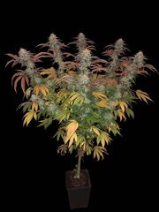 Photoroom_20250129_164402.jpg