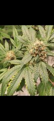 Afghani 1 Coco mineral