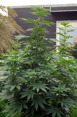BUBBA KUSH