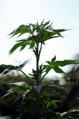 BUBBA KUSH