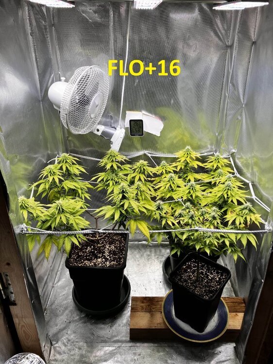FLO+16.jpg