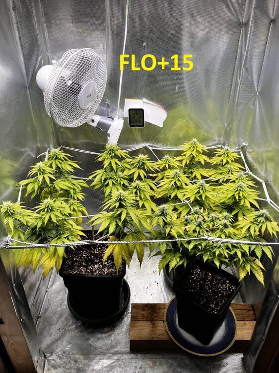 FLO+15.jpg