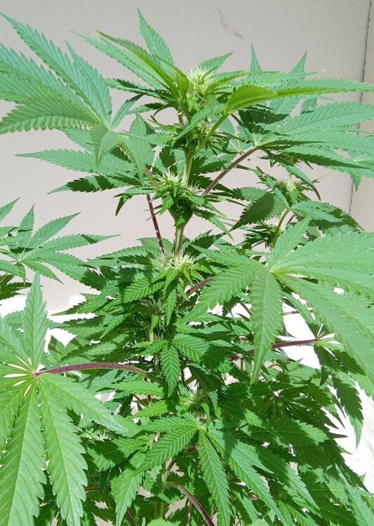 1144992177_IMG_20250916_1450122.thumb.jpg.67ec6654ba1355069a1ba719bca9aa6f.jpg