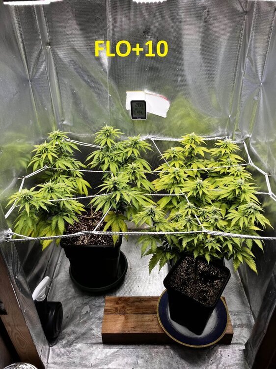 FLO+10.jpg