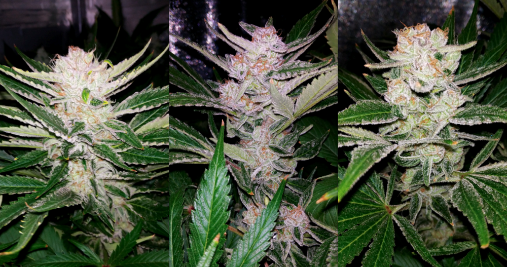 Lamic-Tal CW green crack 01 2025.png