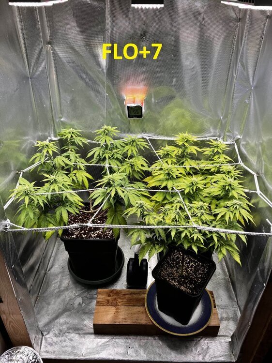 FLO+7.jpg