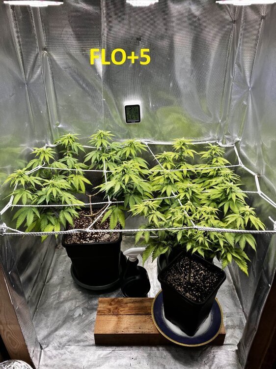 FLO+5.jpg