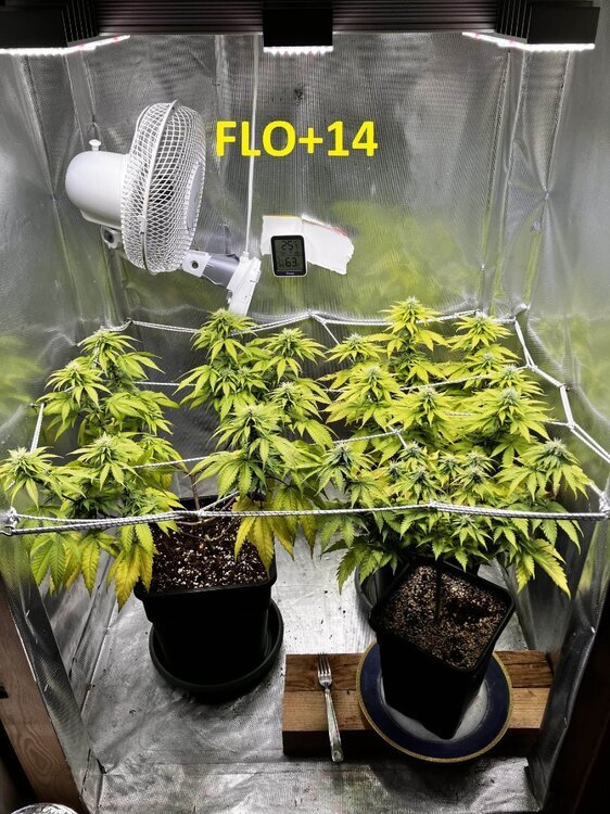 FLO+14.jpg