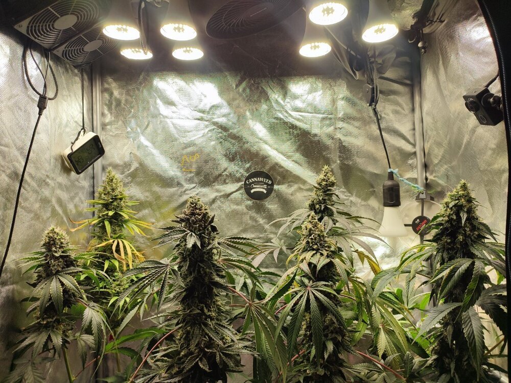 Culture ampoule LED pas cher - septembre 2025 Cannaweed Nassmou.jpg