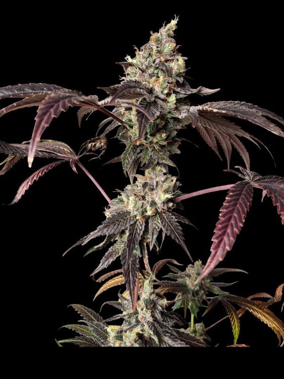 20250829_125125.thumb.jpg.0d1cda935f256786198d8bad714ba8de.jpg