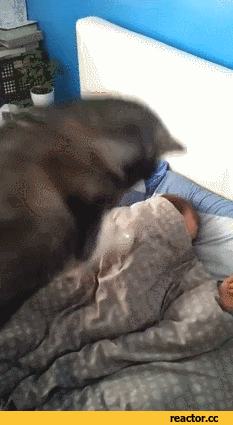 heyy hooo.gif