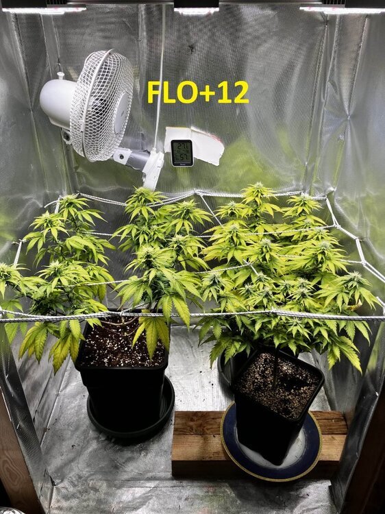 FLO+12.jpg