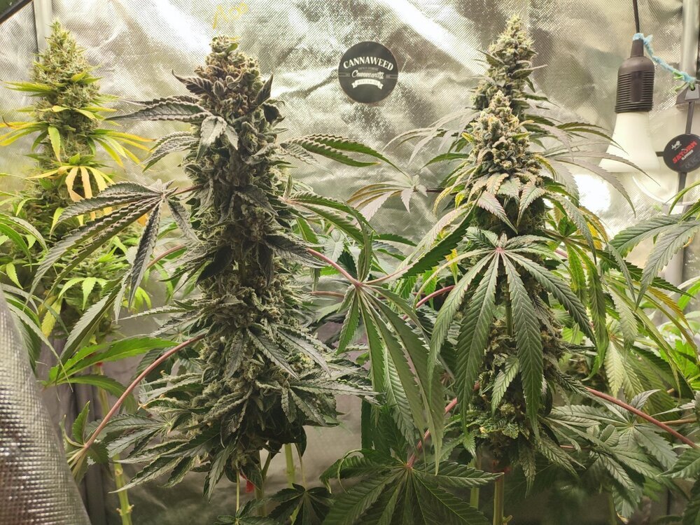 Photo du mois de septembre 2025 Cannaweed Nassmou.jpg