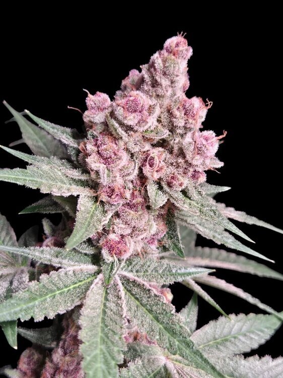 photo du mois de septembre 2025 cannaweed hazey Tropicana chery.jpg