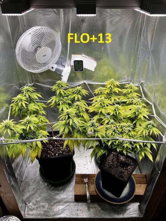 FLO+13.jpg