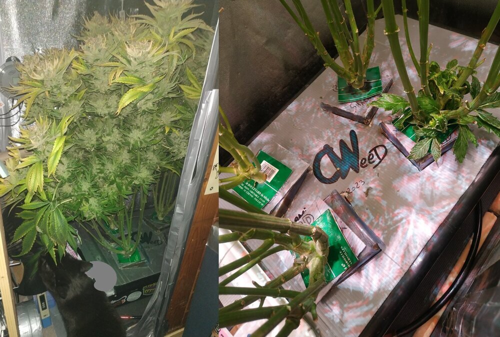 Lamictal weed fin flo shark shock et critical retouch.jpg