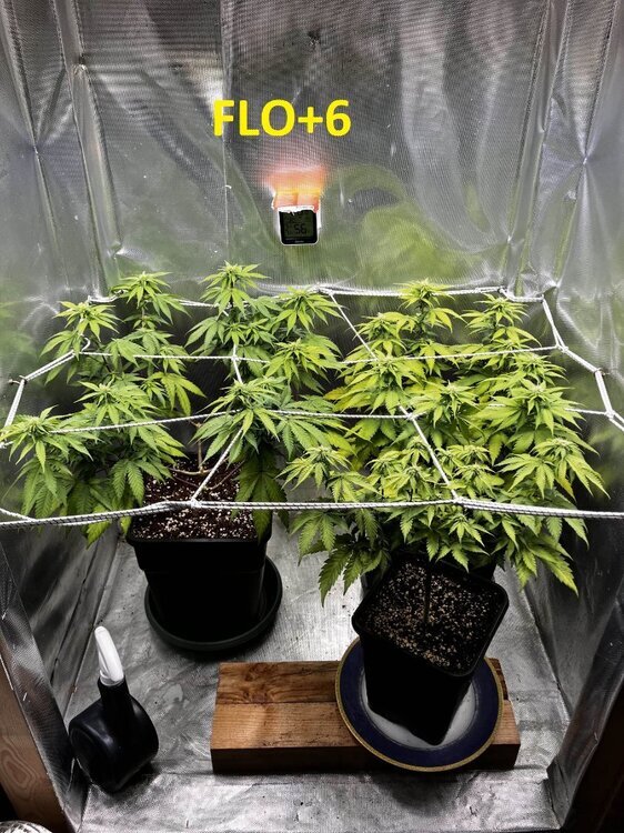 FLO+6.jpg