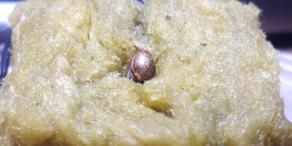 Lamic-Tal-PurplequeenetGreencrack cannaweed profil.jpg