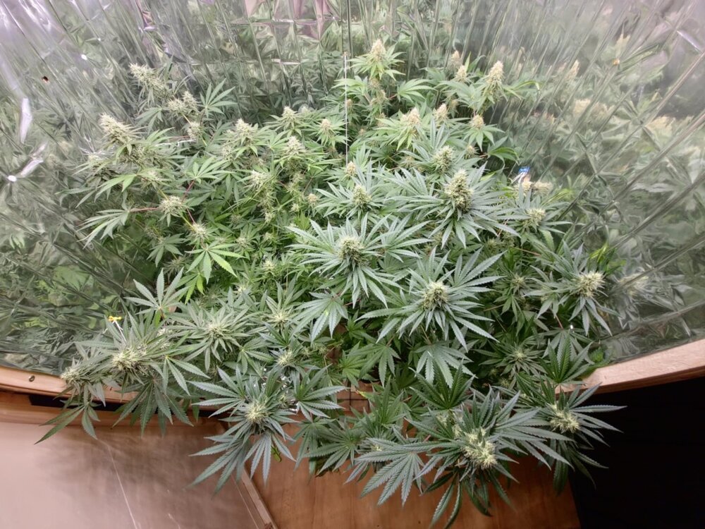 9fcd1275-25b7-4cbd-ada8-4b7aedad74fd.thumb.jpg.a8be61dbb45e7e5c24e8dd36a99004ca.jpg