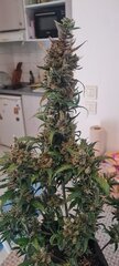 Strawberry banana auto flo+ 48.jpg