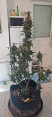 Strawberry banana auto 76j.jpg
