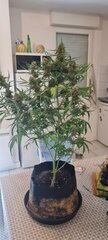Critical auto 76 j.jpg