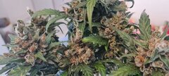 Strawberry banana auto.jpg