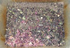 Hydroponie NFT - Purple queen et Green crack
