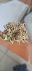 Afghani 3.jpg