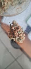 Afghani 1.jpg