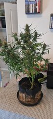 Critical auto flo + 48.jpg