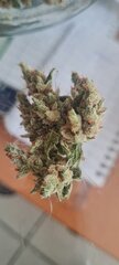 Afghani 2.jpg