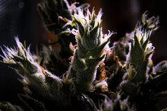 Y Griega CBD