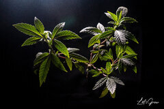 Ivory Breath F2 #1