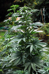 BUBBA KUSH