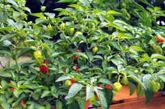 piment habanero