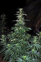 BUBBA KUSH