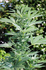 BUBBA KUSH