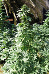 BUBBA KUSH