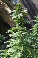 BUBBA KUSH