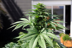 BUBBA KUSH