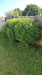 IMG-20250821-WA0007.jpeg