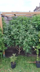 IMG-20250926-WA0004.jpeg