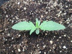IMG_20250912_080554.jpg