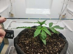 IMG_20250920_100239.jpg