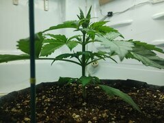 IMG_20250922_082143.jpg